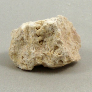 Fossiliferous Limestone Rock
